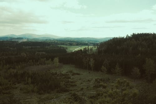 A view of a forested area with a river