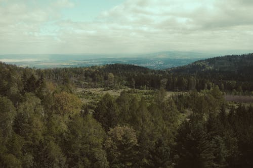 A view of a forested area with trees and hills