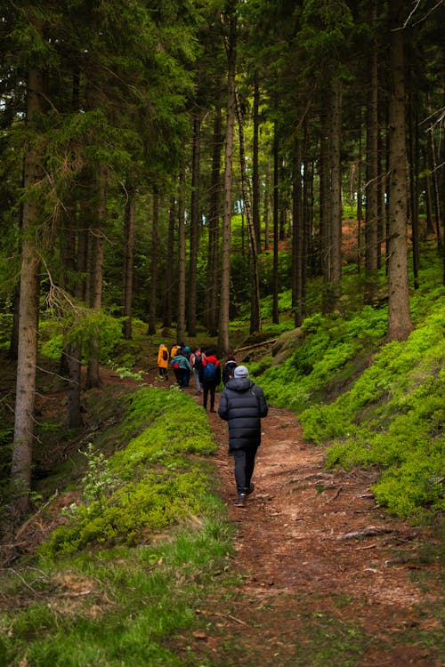 A group of people walking down a trail in the woods