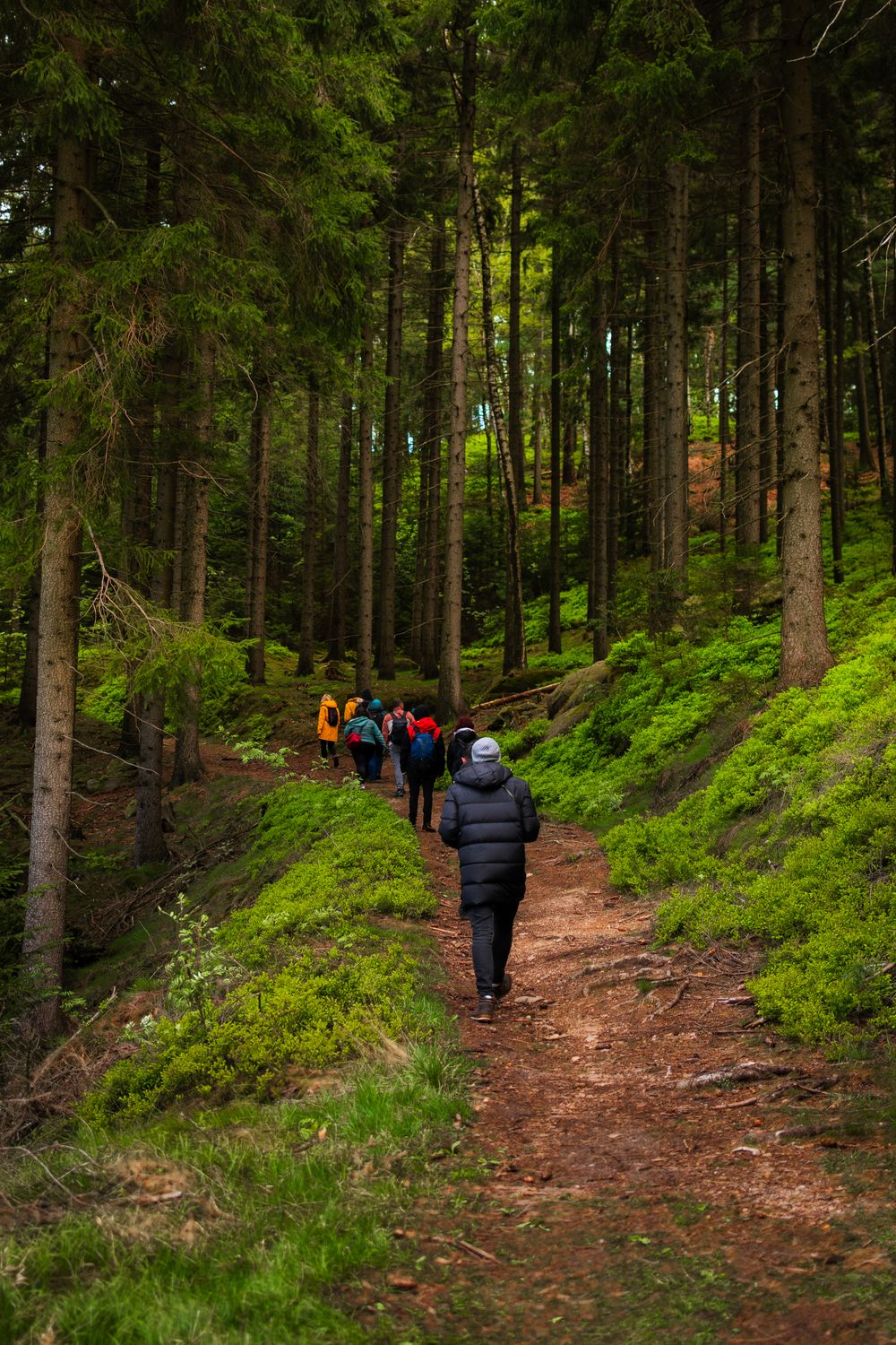 Group of Hikers on a Forest Trail · Free Stock Photo