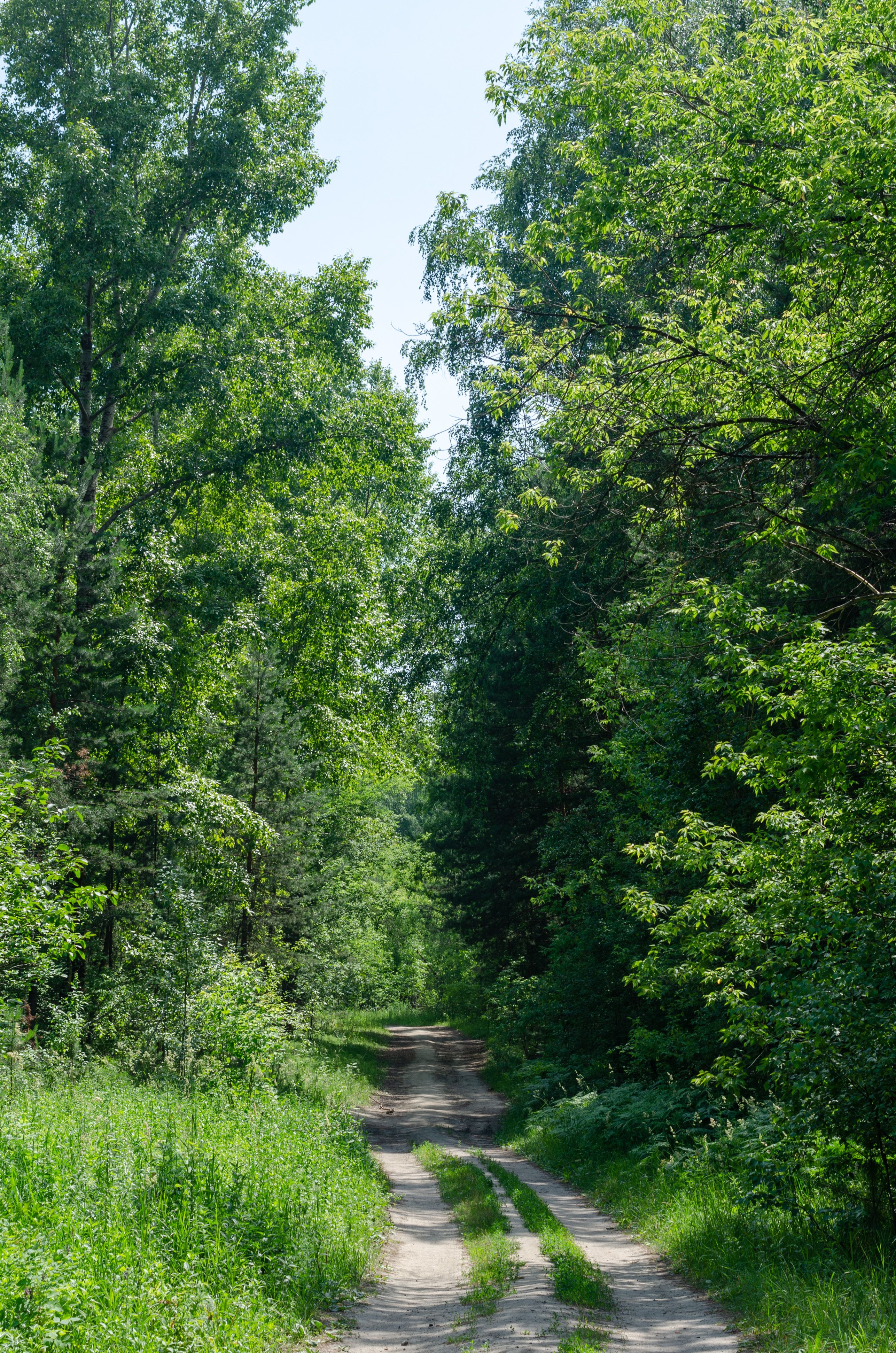 Rural Road in Summer · Free Stock Photo