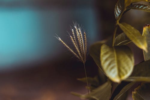 Ondiepe Focusfoto Van Groene Planten