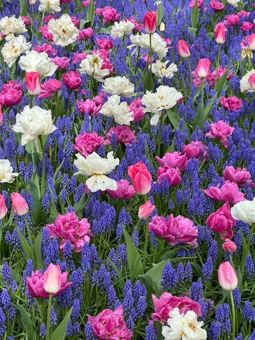 Free A colorful display of tulips and grape hyacinths showcasing vibrant spring colors in a garden. Stock Photo