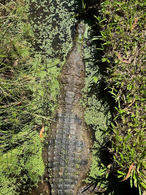 Ilmainen kuvapankkikuva tunnisteilla alkukantainen, alligaattori, everglades