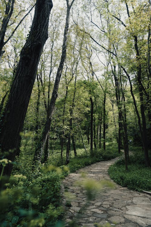 A path through the woods with trees and grass