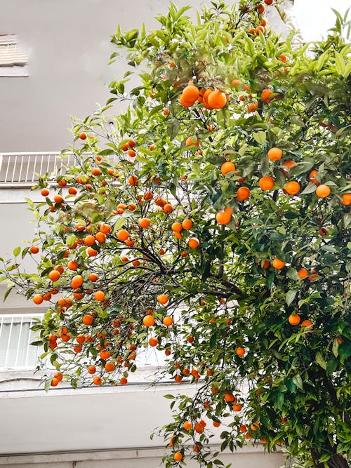 Darmowe zdjęcie z galerii z drzewo pomarańczowe, egzotyczne drzewa, egzotyczny