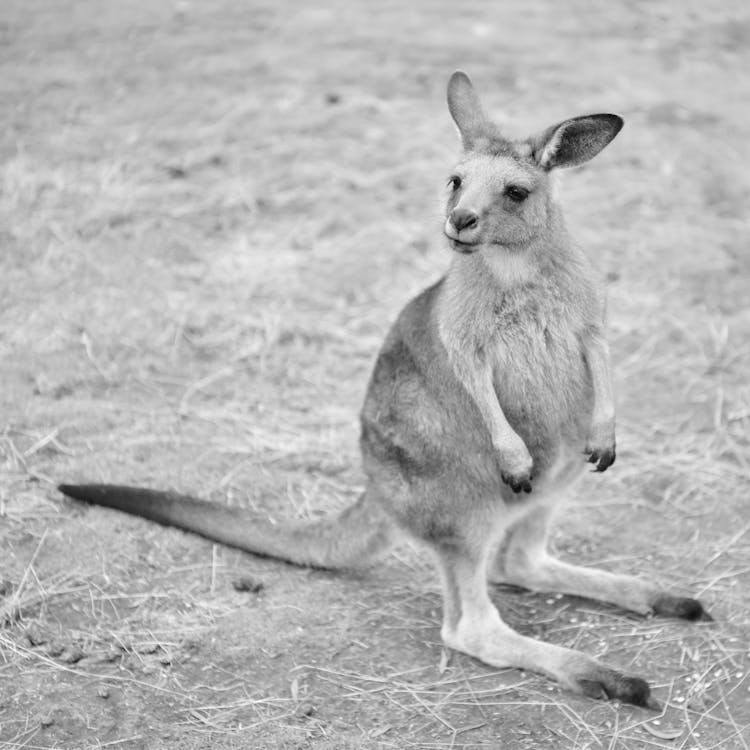 Baby Kangaroo In Black And White