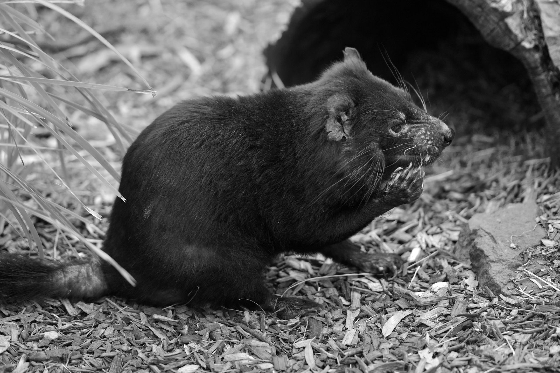 Tasmanian Devil in Black and White
