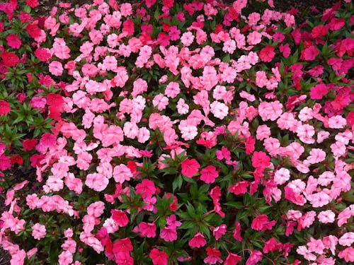無料 赤とピンクの花びらの花 写真素材