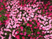 郁郁葱葱的花园里，粉红色和红色的花朵美丽地绽放，展示了大自然充满活力的色彩