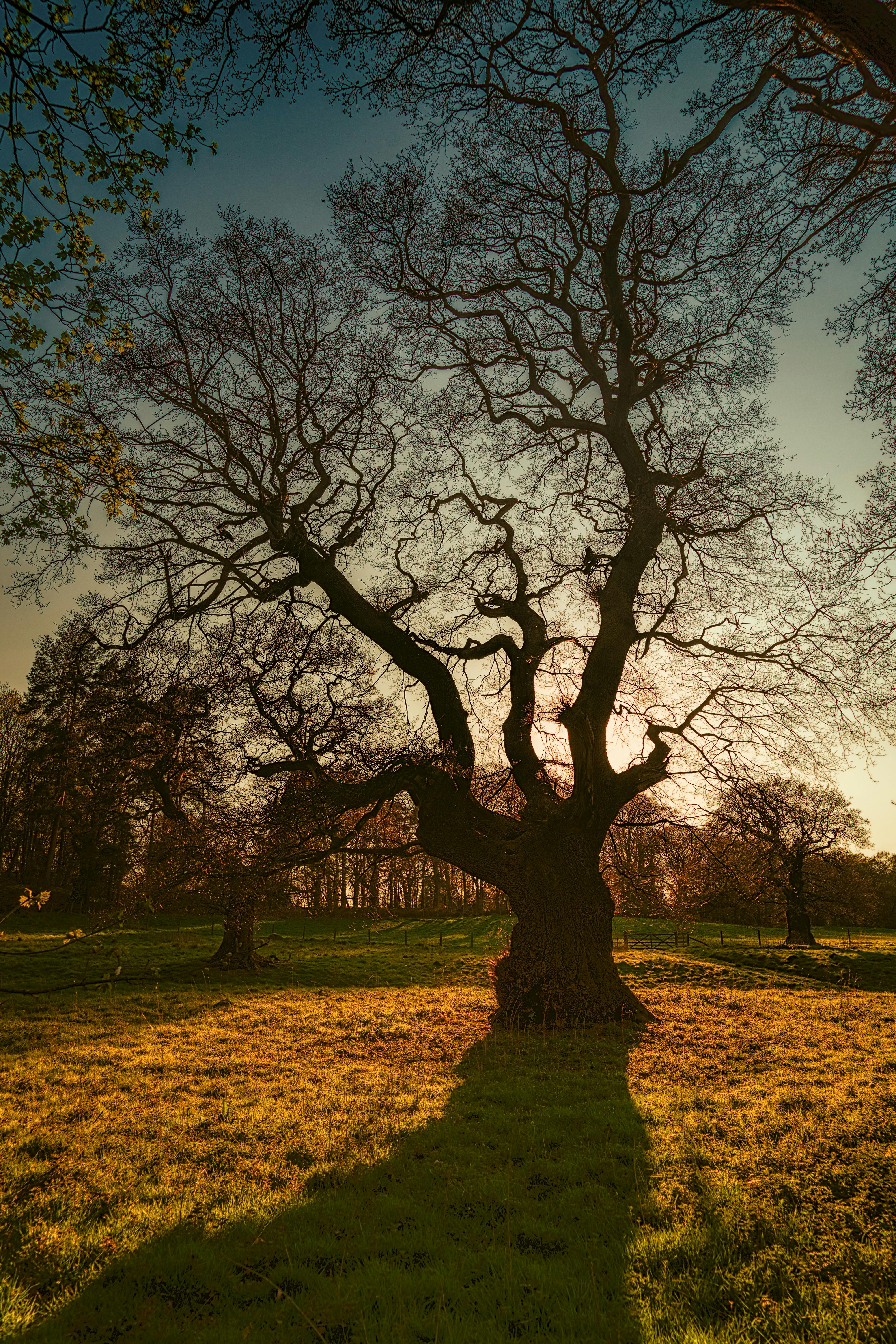 silhouette photography of trees