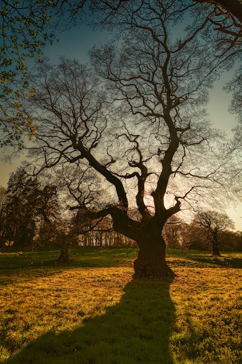 бесплатная Силуэтная фотография деревьев Стоковое фото