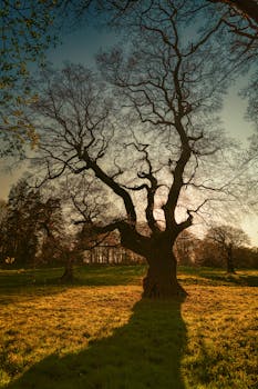 宁静的公园里，裸露的橡树映衬着美丽的日落，令人叹为观止