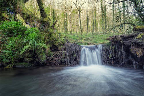 Foto d'estoc gratuïta de bosc, boscos, cascades