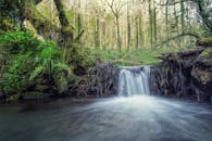 宁静的瀑布坐落在郁郁葱葱的绿色植物和蕨类植物之间，周围是宁静的森林环境