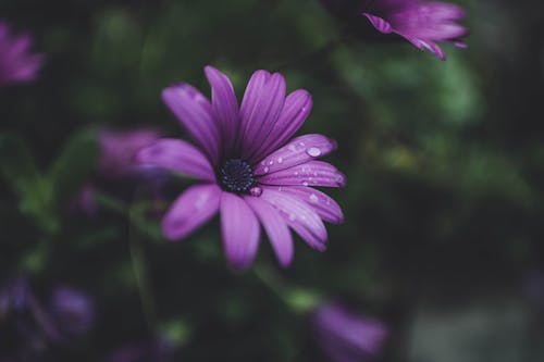 Free stock photo of after the rain, beautiful flower, floral Stock Photo