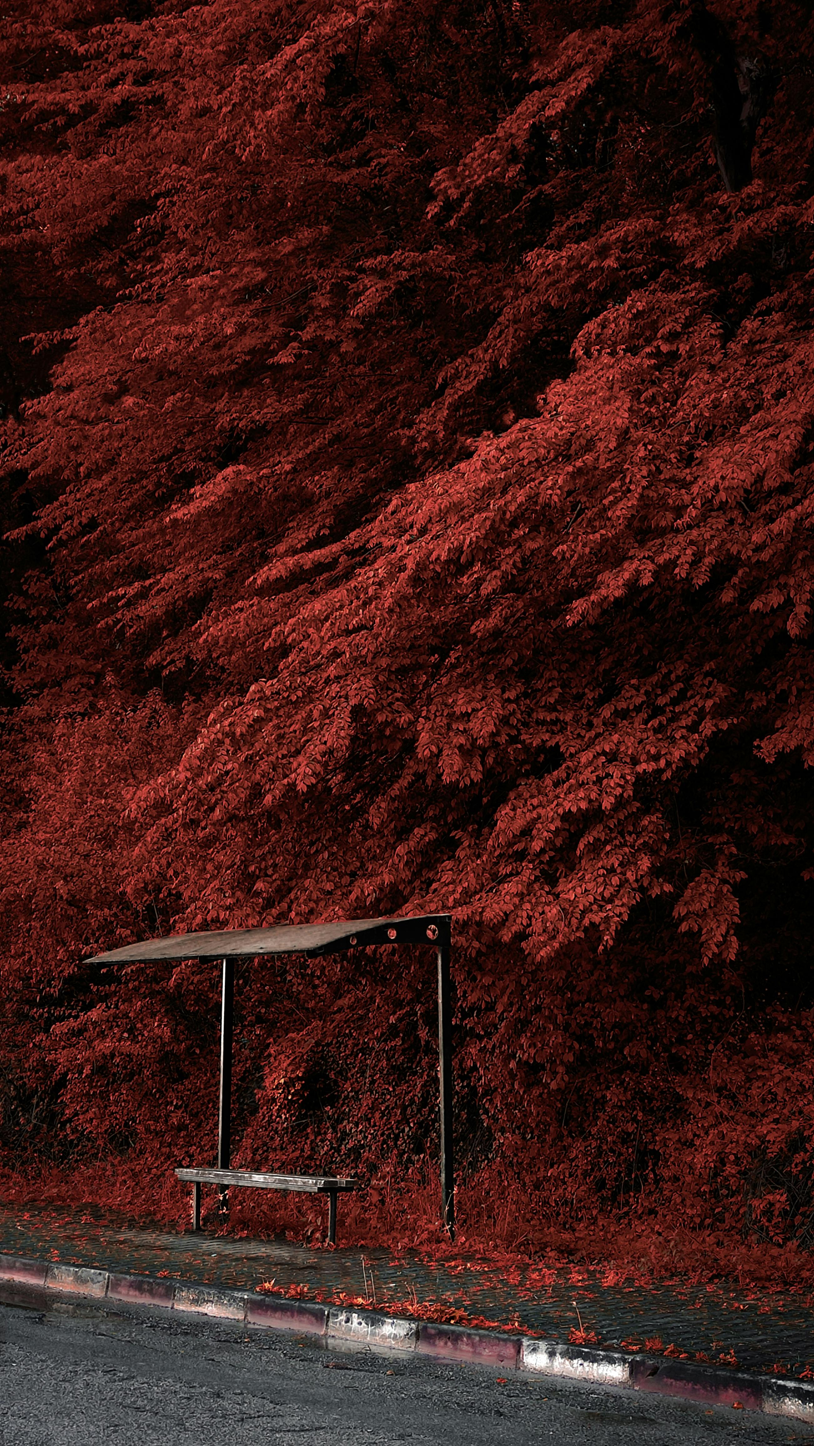Vibrant autumn forest with red leaves in Bartın, Türkiye. Ideal for nature themes.