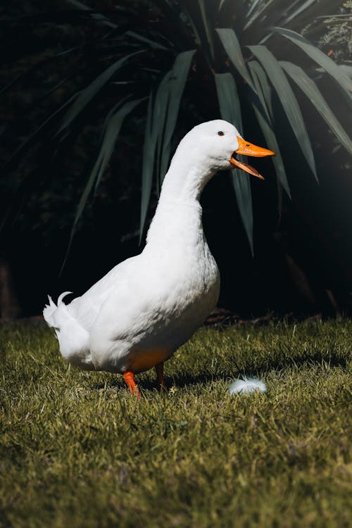 A white duck standing in the grass with its beak open