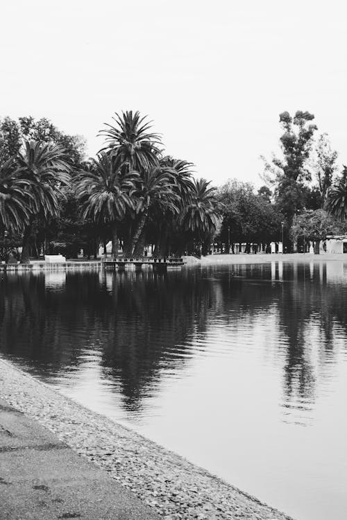 Black and white photo of a lake with palm trees