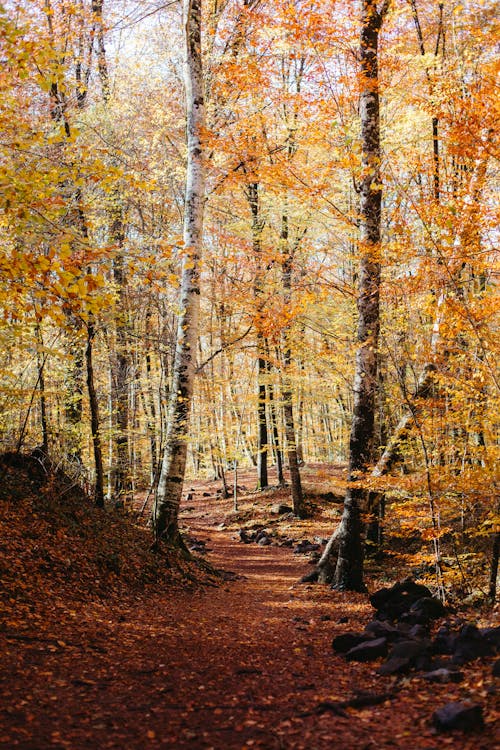 Gratis stockfoto met herfst bos, natuurlijk, prachtige natuur