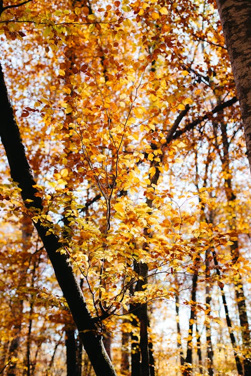 Gratis lagerfoto af efterårskov, flot natur, naturlig
