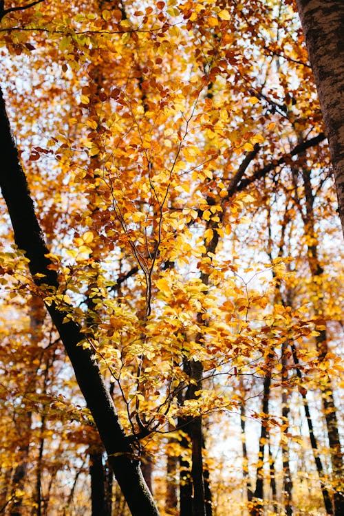 Kostnadsfri bild av falls, höstskog, naturlig