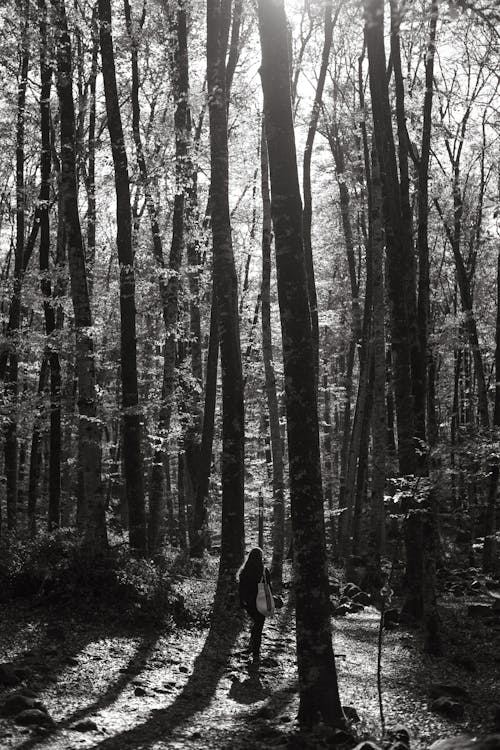 Základová fotografie zdarma na téma dřevo, kmen, krajina