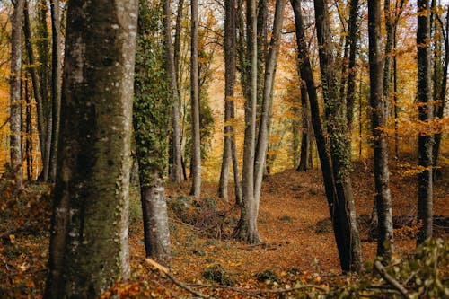 Photos gratuites de arbre, aube, automne