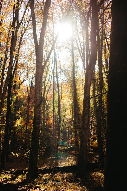 Základová fotografie zdarma na téma krása v přírodě, krásná příroda, podzimní les