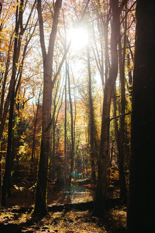 Photos gratuites de beauté dans la nature, belle nature, cascades