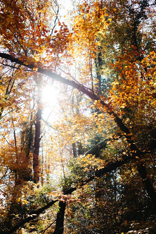 Základová fotografie zdarma na téma krása v přírodě, krásná příroda, podzimní les