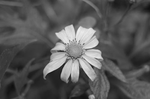 Kostenloses Stock Foto zu blatt, blume, dof