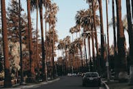 在比佛利山庄，白天里，美丽的棕榈树成荫的街道展现出这座城市自然与标志性的风景