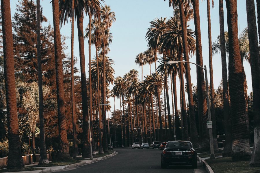 A palm-lined residential street in Beverly Hills