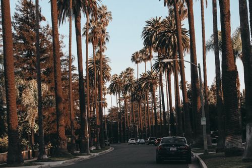 Free Beautiful palm-lined street in Beverly Hills at daytime, showcasing urban nature and iconic scenery. Stock Photo