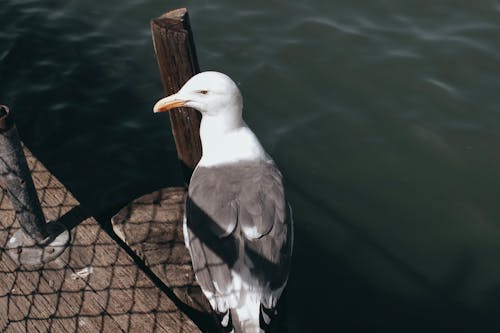 Foto De Primer Plano De La Gran Gaviota De Lomo Negro Posado