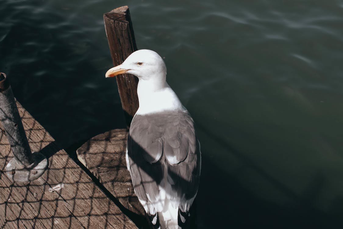 Close-up Photo of Perched Great Black-backed Gull