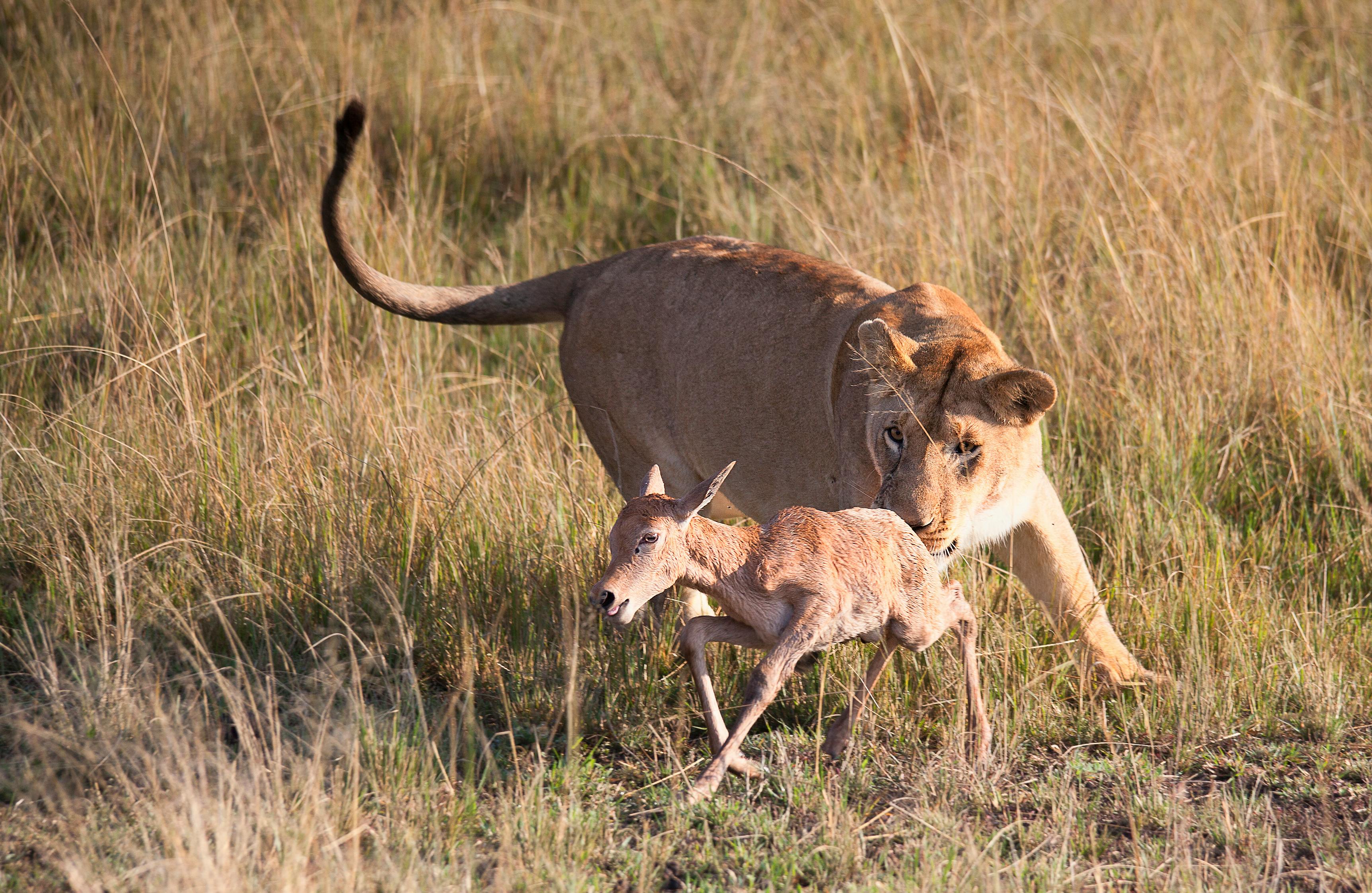 Imagem Da Tigresa No Campo De Grama Verde · Foto profissional gratuita