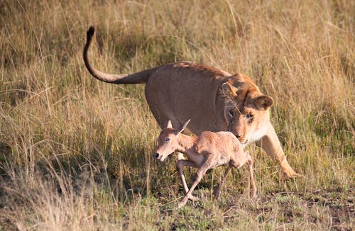 Kostnadsfri bild av afrika, antilop, däggdjur
