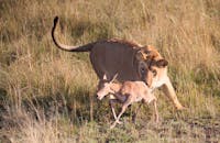 在肯尼亚纳罗克县的草原上，一只母狮捕获了一只小羚羊