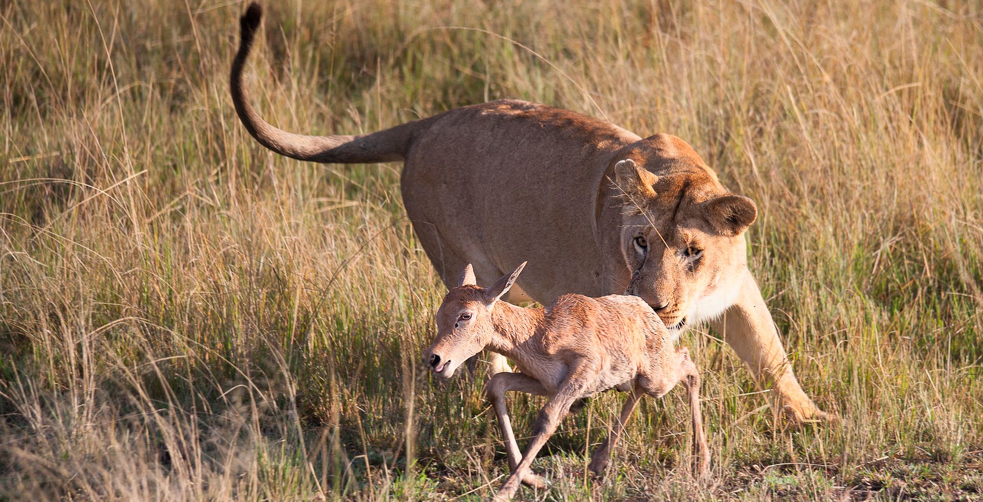 Masai Mara