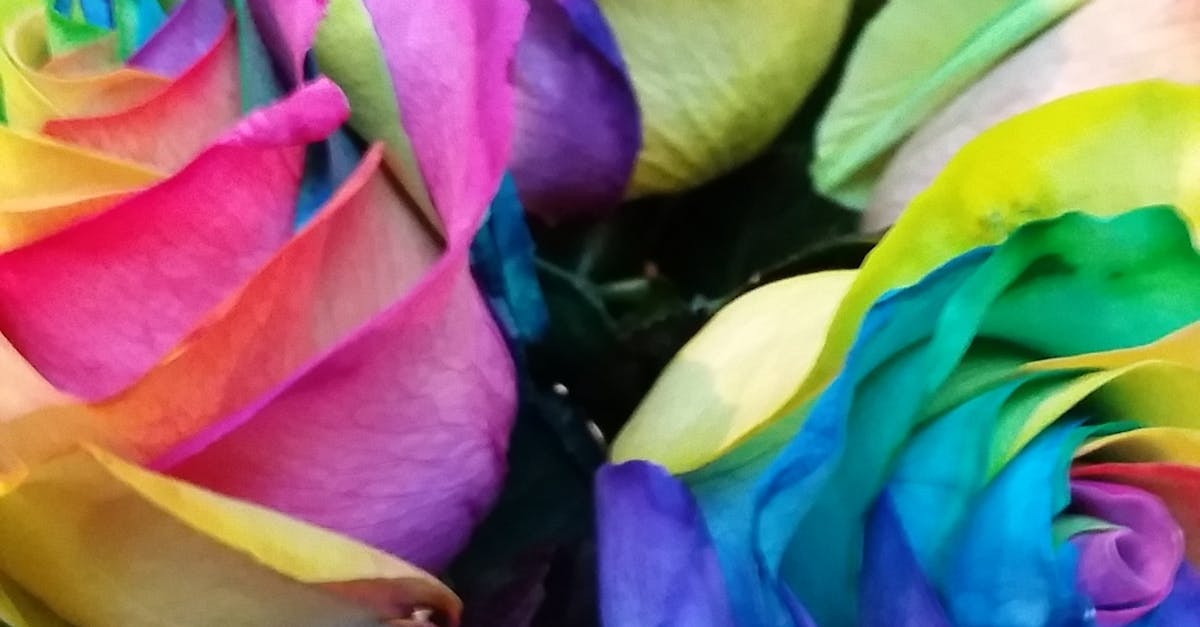 Free stock photo of Colourful flowers, Colourful roses, rainbow