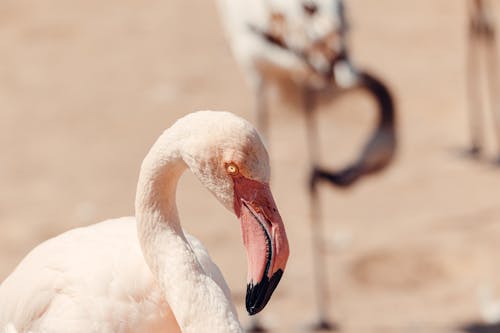 Ingyenes stockfotó flamingó témában