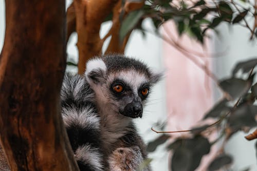 A lemur is sitting in a tree with its eyes closed
