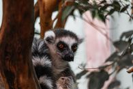 A ring-tailed lemur peering through branches in its natural habitat, showcasing wildlife beauty.