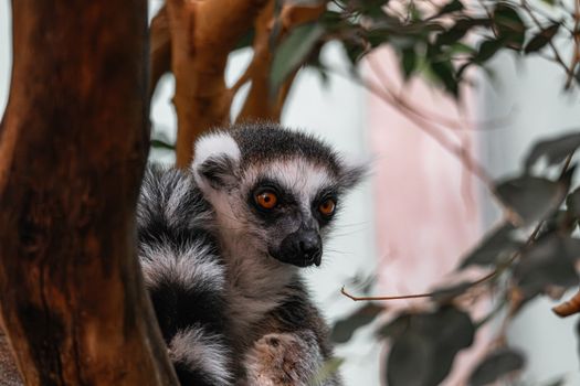 A ring-tailed lemur peering through branches in its natural habitat, showcasing wildlife beauty.