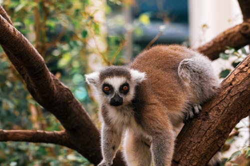 A lemur is sitting on a tree branch