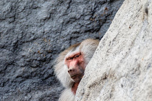 A monkey peeking out from behind a rock