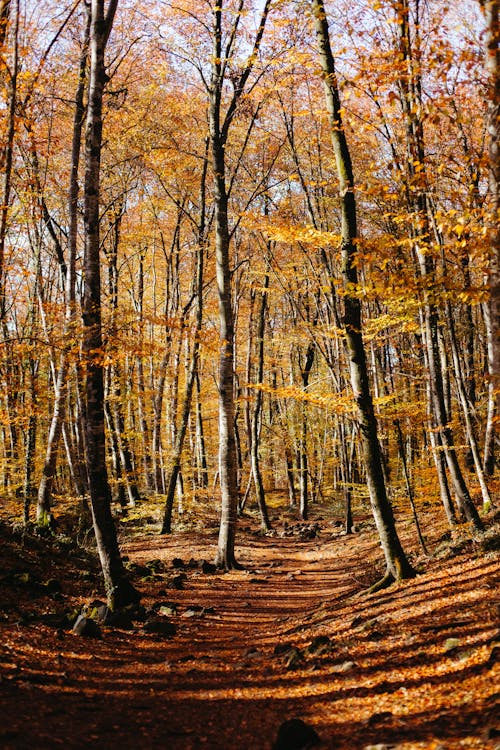 Immagine gratuita di alba, albero, autunno