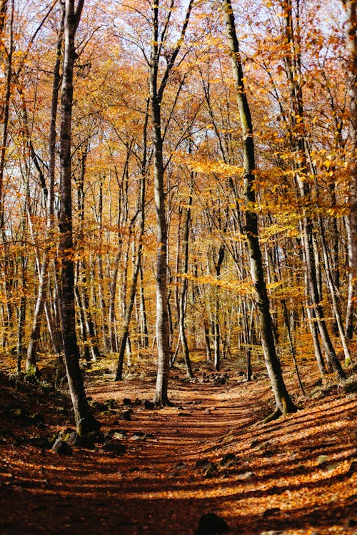 Photos gratuites de arbre, aube, automne